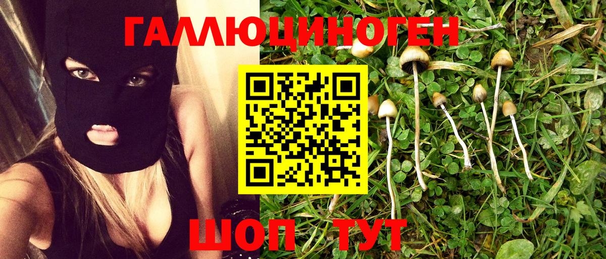 Асино  Галлюциногенные грибы Psilocybe  Галлюциногенные грибы Psilocybe  Вход с VPN 